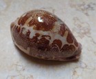 F Cypraea Rosea Mappa  Singularis Great Pattern Natural Glossy Rare70 5 Mm F  