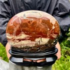 4lb  Rare National Treasure Fossil - Authentic Collectible Stone Specimen