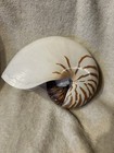 Gorgeous Natural Chambered Tiger Pattern Nautilus Seashell Ornament