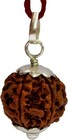Natural Original Rudraksh 17 Mukhi Rudraksha Nepal Rudraksha 31mm Lab Certified