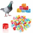 100pcs Leg Bands Plastic Chicken Pheasant Poultry Duck Bird Leg Rings Id Tags