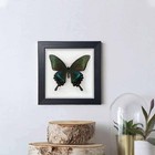 Itrixgan Framed Real Butterfly Taxidermy Butterfly Specimen For Science Class