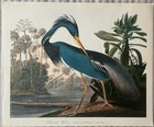 Vintage Large Audubon Bird Prints - 14    X 17    - Choice - Ship Free