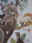 Australia Animal Map Koala Platypus Kangaroo Wallaby Dingo Tasmanian Devil Emu