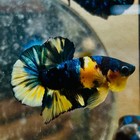 Plakat Yellow Candy Koi Male Betta  m11