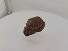 Fossil Bird Skull In Stone Matrix Amazing Uv Reactiveness 