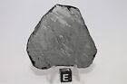 Muonionalusta Etched  Meteorite Full Slice Weight 56 1 Grams 2 25 Inches