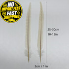 10pcs Off White Pheasant Tail Feathers 10 -12  Vintage Rustic