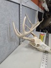 Wild 8 Point 99-0  Whitetail Deer Skull European Decor Man Cave Taxidermy Buck