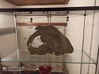 Smilodon Populator  Skull Replika Life Size 1 1  Very Big  