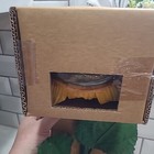 Vintage Gemmy Animated Sunny Singing Sunflower Hidden Nature New With Box Rare