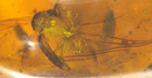 2 Superb Mycetophilid Flies In Burmese Burmite Amber Fossil From Dinosaur Age