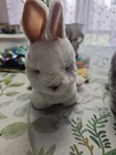 Hasbro Furreal 70066 Newborn Bunny Lot Of 2 Gray And White 2004 They Work 