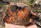       rr        Top Quality Agate opal Replaced Arizona Petrified Wood 2 Lb 10 Oz      