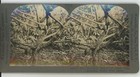 B w i  Growth Of Cacao Pods Dominica West Indies Keystone Stereoview