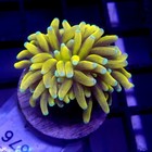 Malaysian Gold Torch Wysiwyg - Indigo Corals - Ic 3676