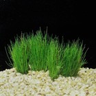 Dwarf Hairgrass 1 Portion With Heat Pack    eleocharis Parvula  - Aquarium Plant