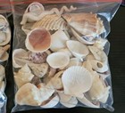 Lot Of Assorted Sea Shells 1 Lb Small Medium Size Art Crafts Ocean Decor