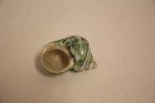 Polished Jade Green Turbo Seashell Turbo Burgessi