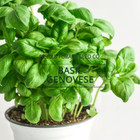 Basil Genovese Seeds   Non-gmo   Heirloom   Organic Culinary Herb   250 Seeds