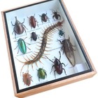 Real Centipede And Mix Of  Insect Taxidermy In Wooden Box Display