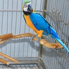 Bird Cage Parrot Bird Perch Wood Parakeet Perch Natural Wood Bird Perch Stand