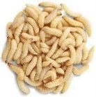 Alive Pet Reptile Feeder Insects   Bugs - Living Terrarium Pets Food Diet Feed