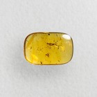 Unknown Bug Predatory In Burmese   Burmite Amber Fossil   100  Genuine Amber 