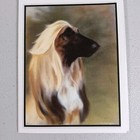 Afghan Hound Dog Portrait Note Cards   Envelopes Lot Of 4 Cards Exotic Beautiful