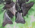 Megalodon Sharks Teeth 4 No Restorations Fossil Sharks Teeth Tooth