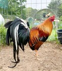 6 Pure 20k Kelso Gamefowl Poultry Chicken Hatching Eggs