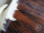 Brindle White Belly Genuine Hair On Cowhide Rug - Size 6x 7-8  - Top Quality
