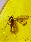 Burmite Fossil Cretaceous Amber Unknown Insect Burmese Amber Fossil Myanmar