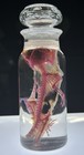 Diaphonized Helmeted Basilisk 4oz  full Skin And Scales sealed 