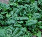America Spinach Seeds  Non-gmo  Heat Tolerant  Smooth Leaf Spinach  Free Ship