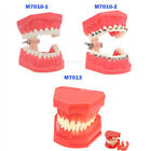 Dental Teeth Model Preparation Training Teaching Ortho Implant Typodont Demo
