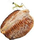 Carolina Praying Mantis Egg Case With Hatching Cup Ootheca Natural Pest Control
