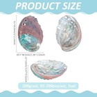 110pcs Natural Green Abalone Seashells - 2 Inch Ocean Beach Sea Shells