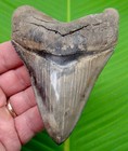 4 51     Megalodon Shark Tooth Real Fossil - Super Quality - No Restorations