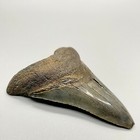 Gray Complete Serrated 3 74  Fossil Megalodon Shark Tooth - Usa