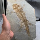 Exquisite Insect Fossils From The Jurassic Daohugou Period