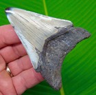 3 68   Megalodon Shark Tooth Real Fossil No Restorations Sharks Teeth