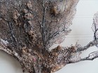 Large Natural Sea Fan - Coral - Sea Whip - Free Shipping Attached To Heavy Coral