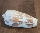 Large Conus Striate Cone Natural Shell Seashell Rare Real Beach Decor 4 75 