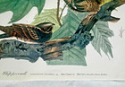 1964 Vintage Audubon Print -whip-poor-will - Original Folio Lithograph 14x17