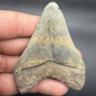Megalodon Shark Tooth Swfl 3 09    Rare Colors Collector Quality