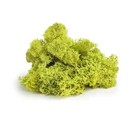 Supermoss   Chartreuse Preserved Reindeer Moss  2oz 