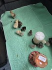 12  Olive Egger Hatching Eggs