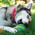 Kong Squeezz Goomz Large Multicolor Ball Durable Chew Toy For Dogs