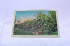 Vintage Linen Postcard Un-used Hulls 200 Acre Orange Grove Near Palm Beach
